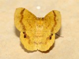 Petrodava leucicolor